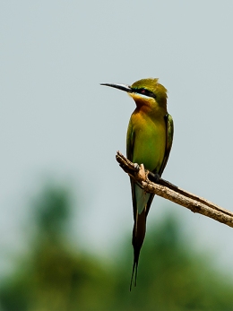 blue-tailed bee-eaters 