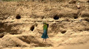 blue-tailed bee-eaters nests